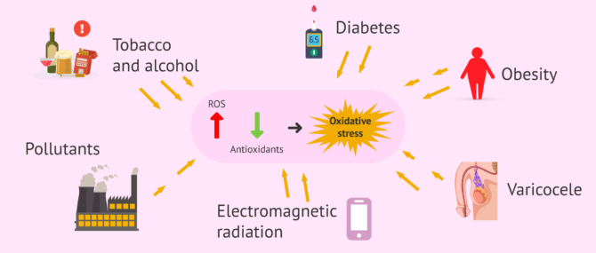 Imagen: Factors leading to increased ROS