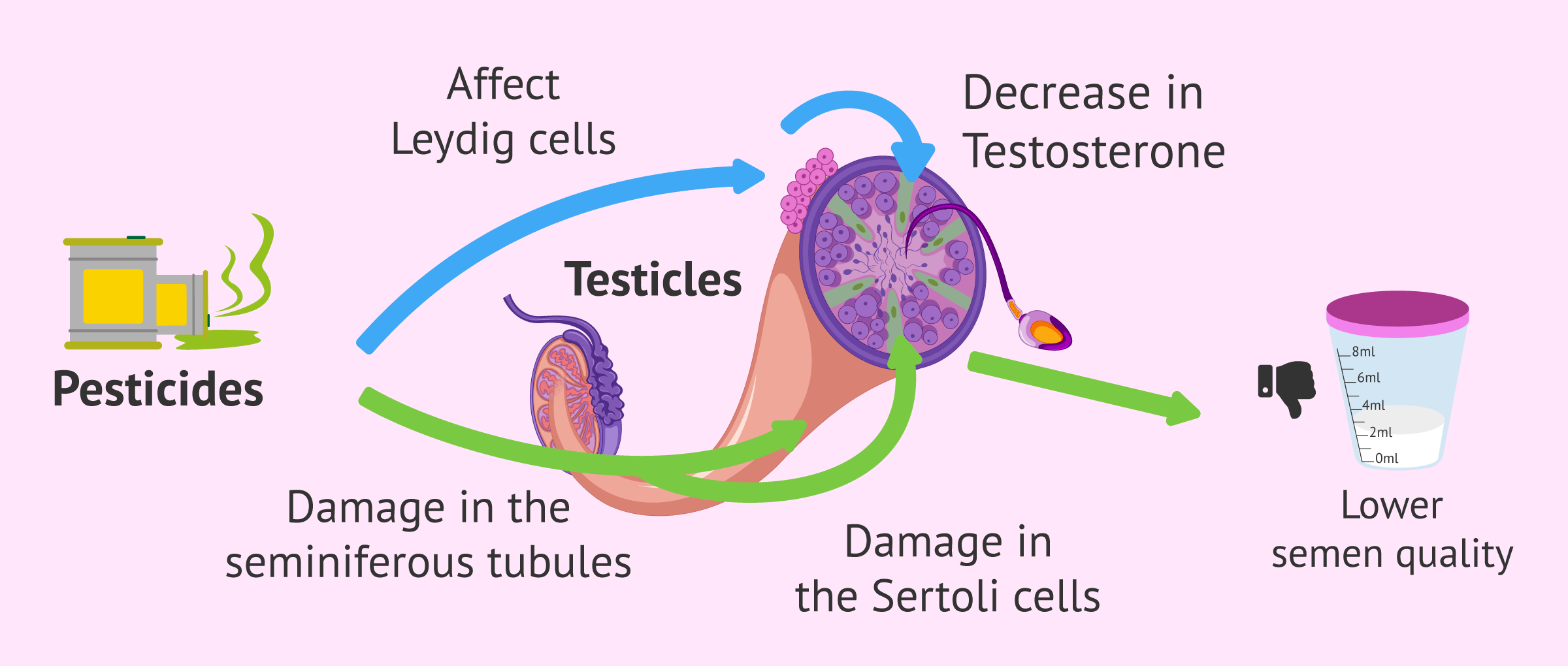 How do pesticides affect male fertility?