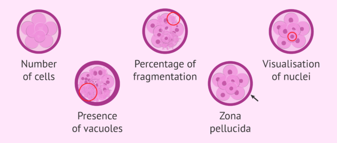 Imagen: Some of the embryo quality parameters