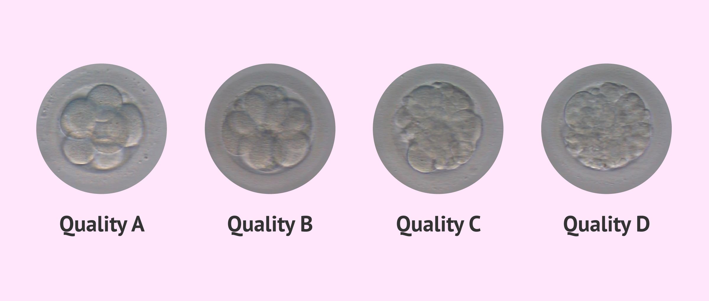 embryos-quality-a-b-c-d