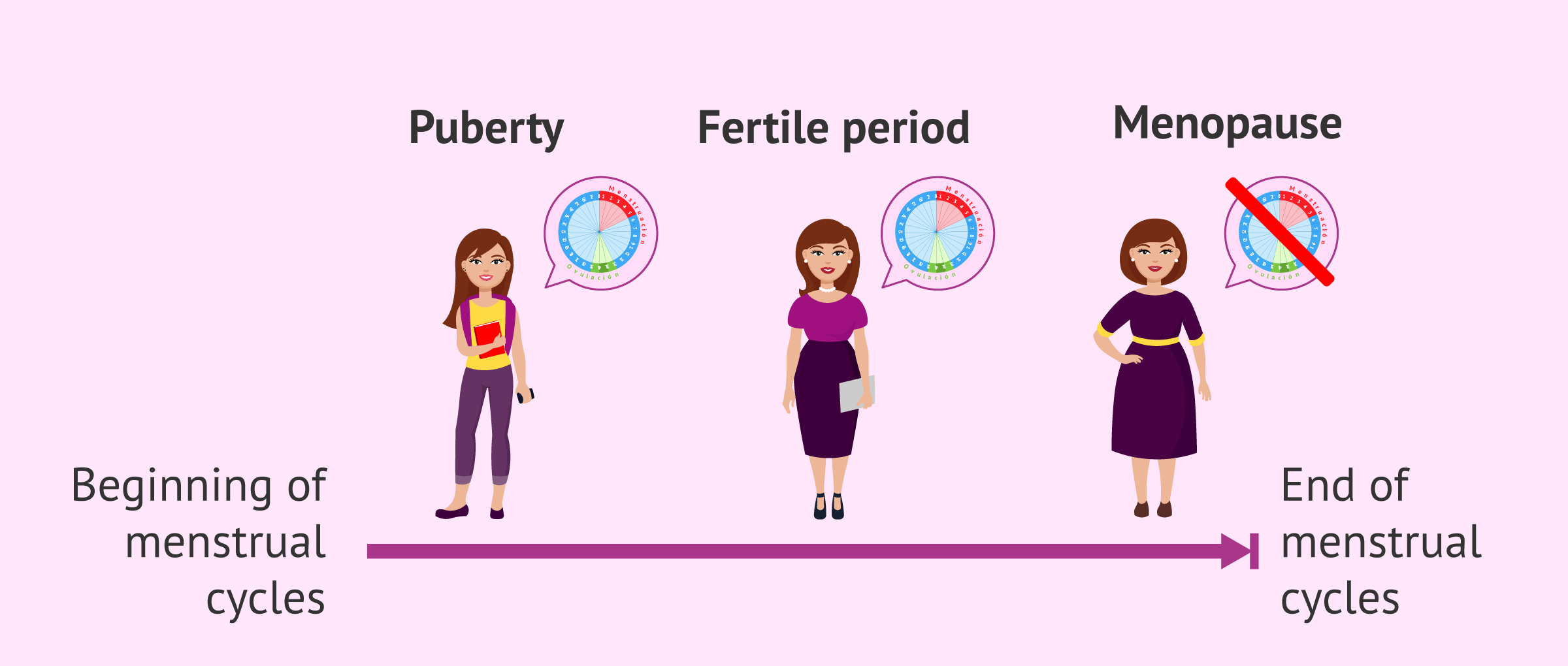 Stages of female fertility