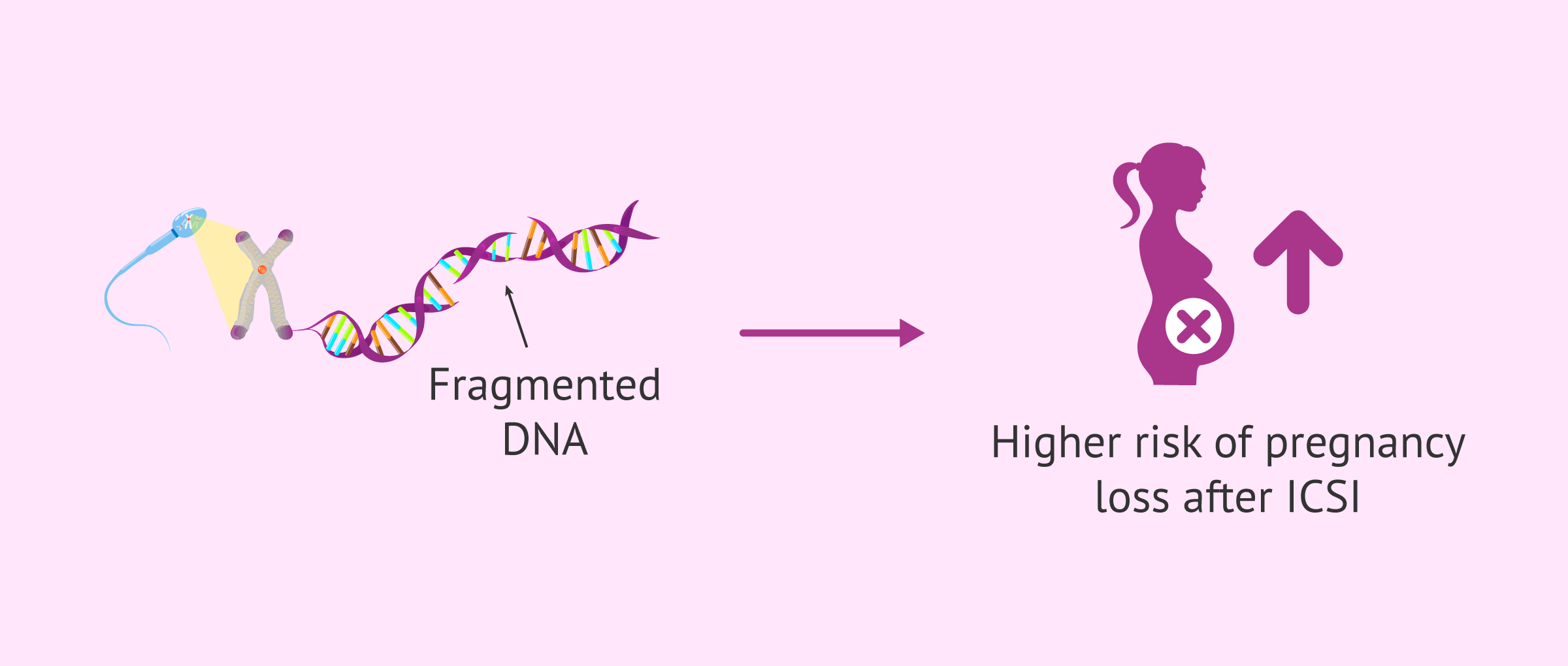 Imagen: Sperm DNA fragmentation and risk of miscarriage