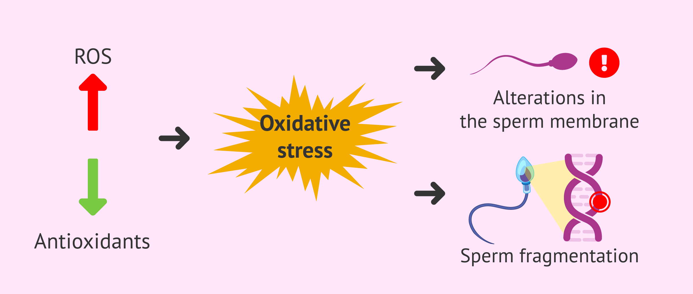Oxidative stress and recurrent miscarriage