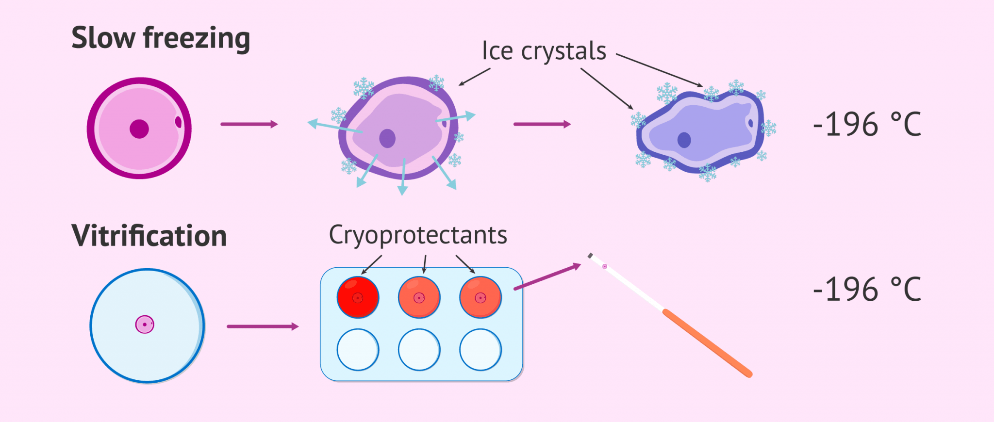 Slow freezing and vitrification of eggs