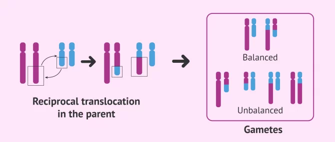 Imagen: Reciprocal translocation in the progenitor