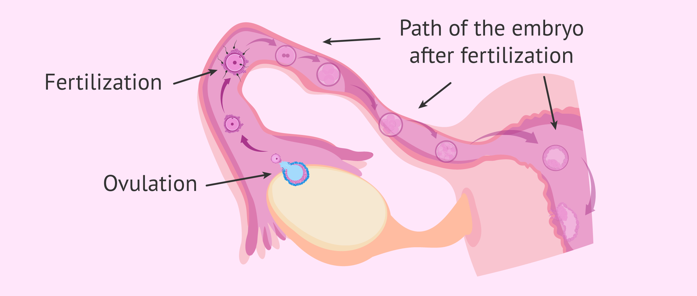 Importance of the Fallopian Tubes
