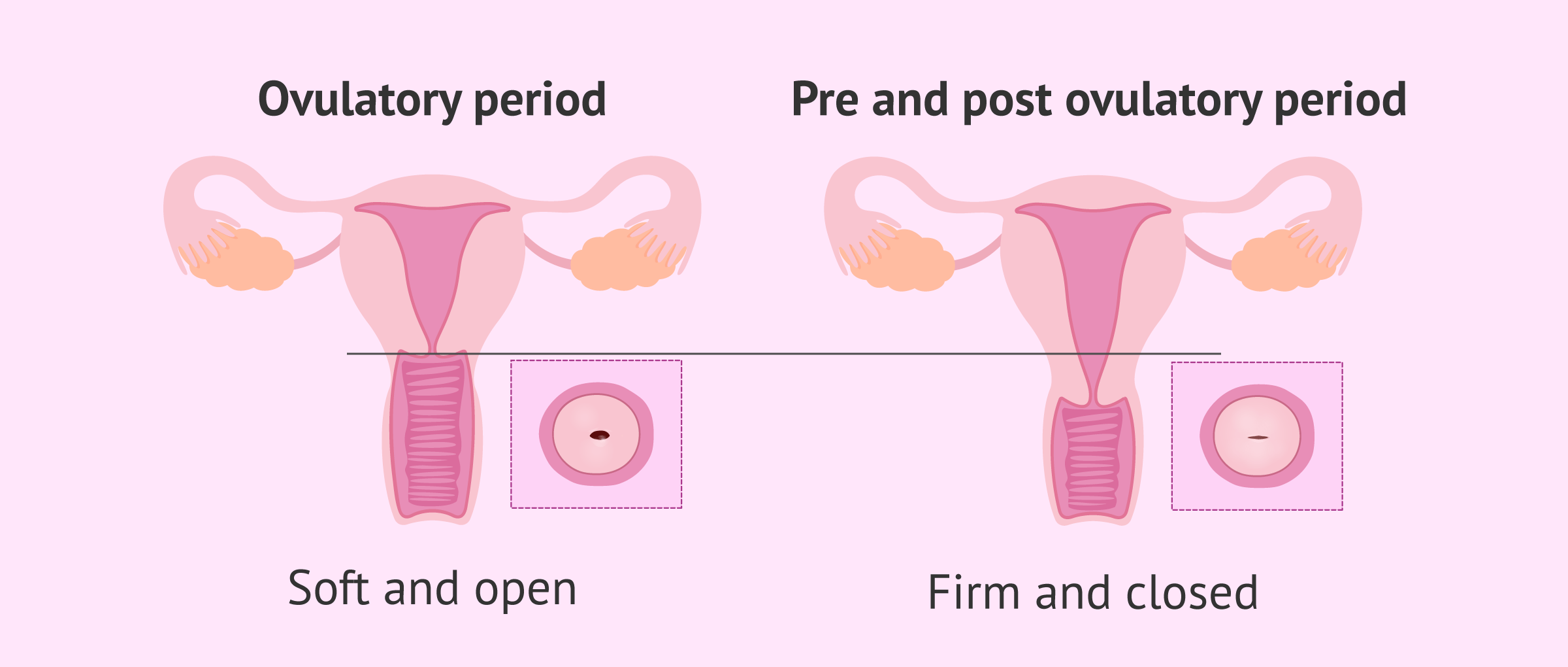 What are the signs of fertility in women?