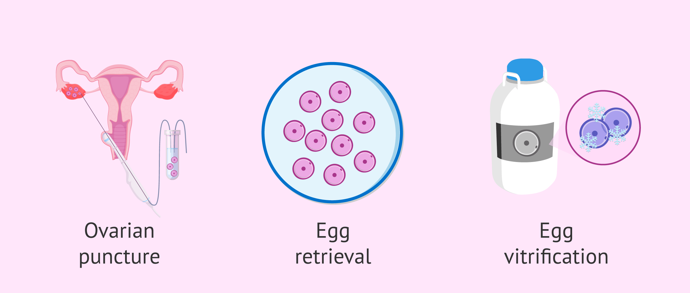 Process for vitrification of eggs in the laboratory