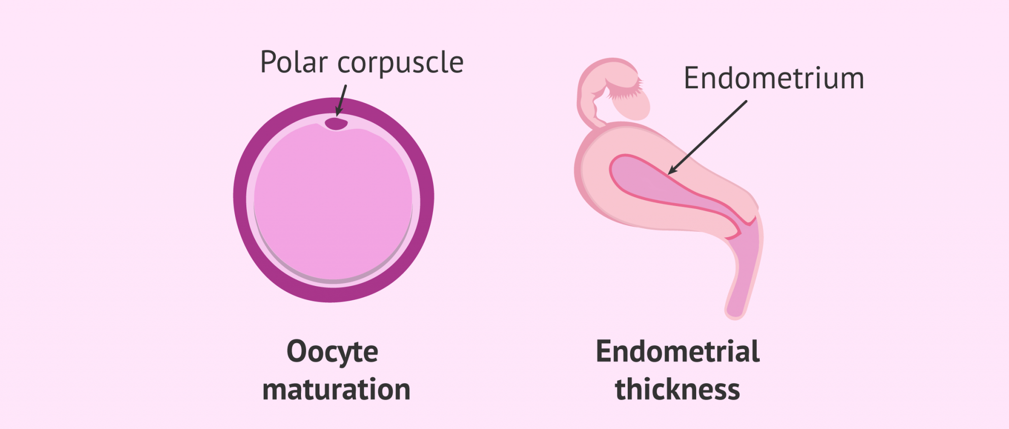 Effects of vitamin E on female fertility