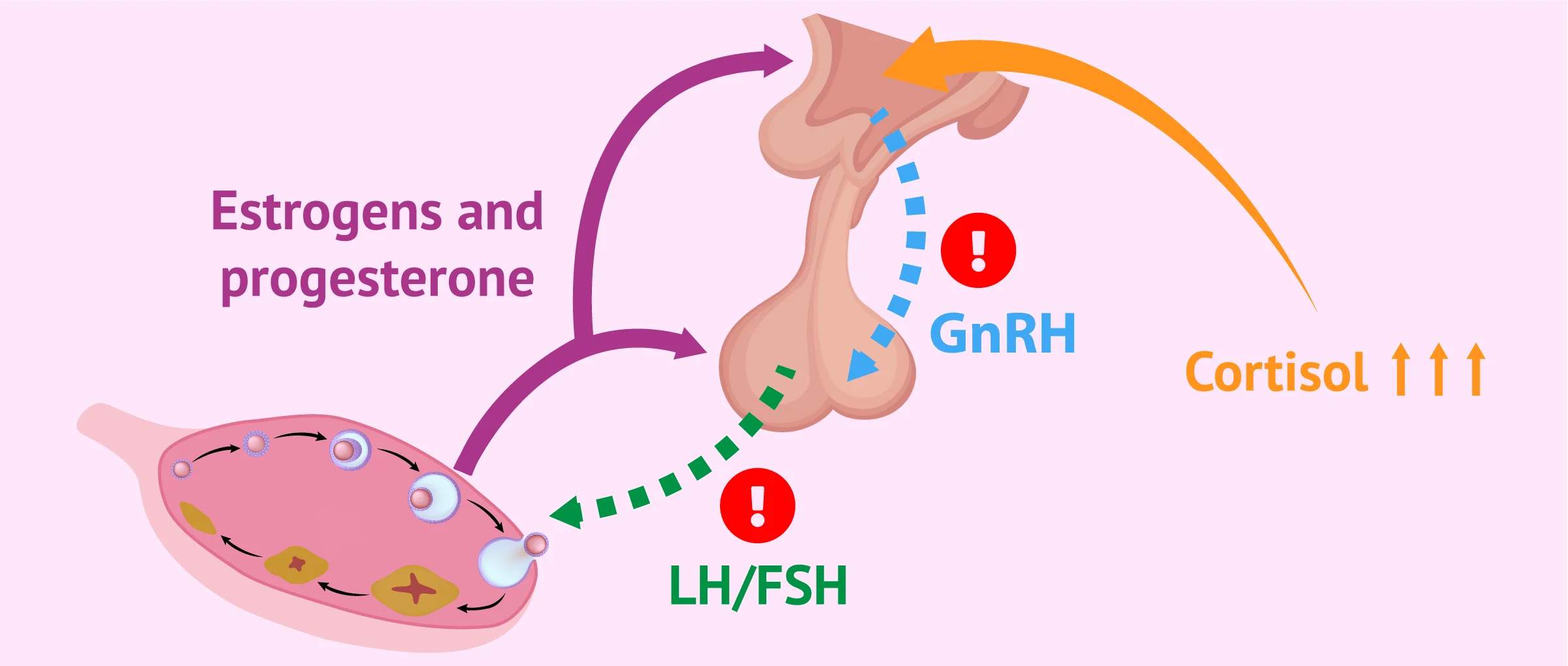 Imagen: Alterations in the hypothalamic-pituitary-ovarian axis in stressed women.