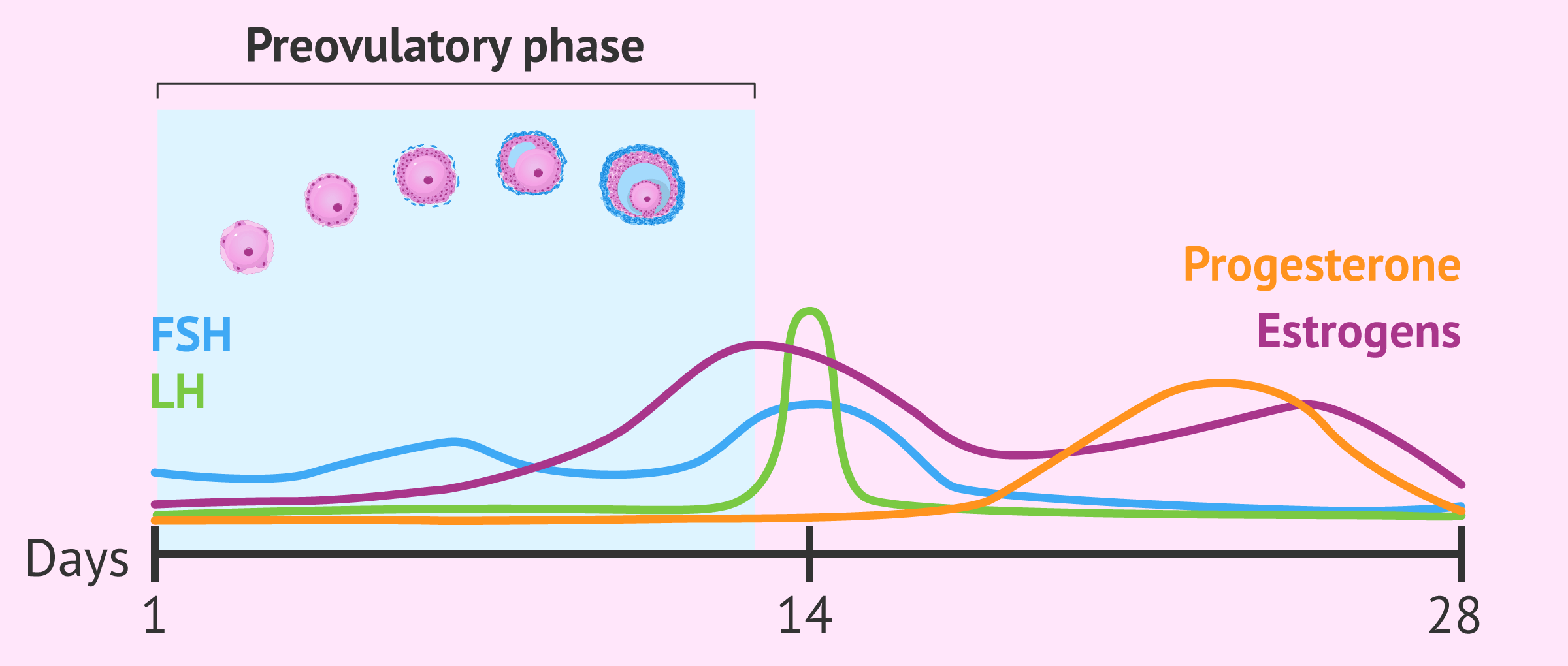 Hormonal and follicular changes in the preovulatory phase.