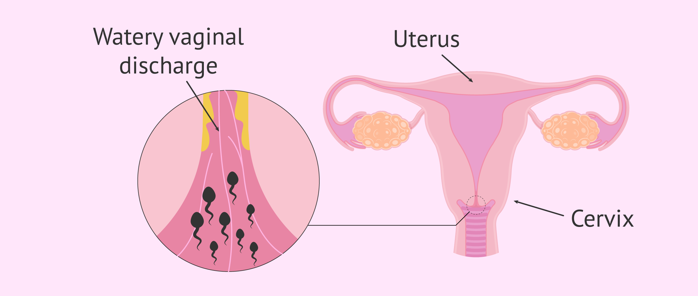 Functions of cervical mucus