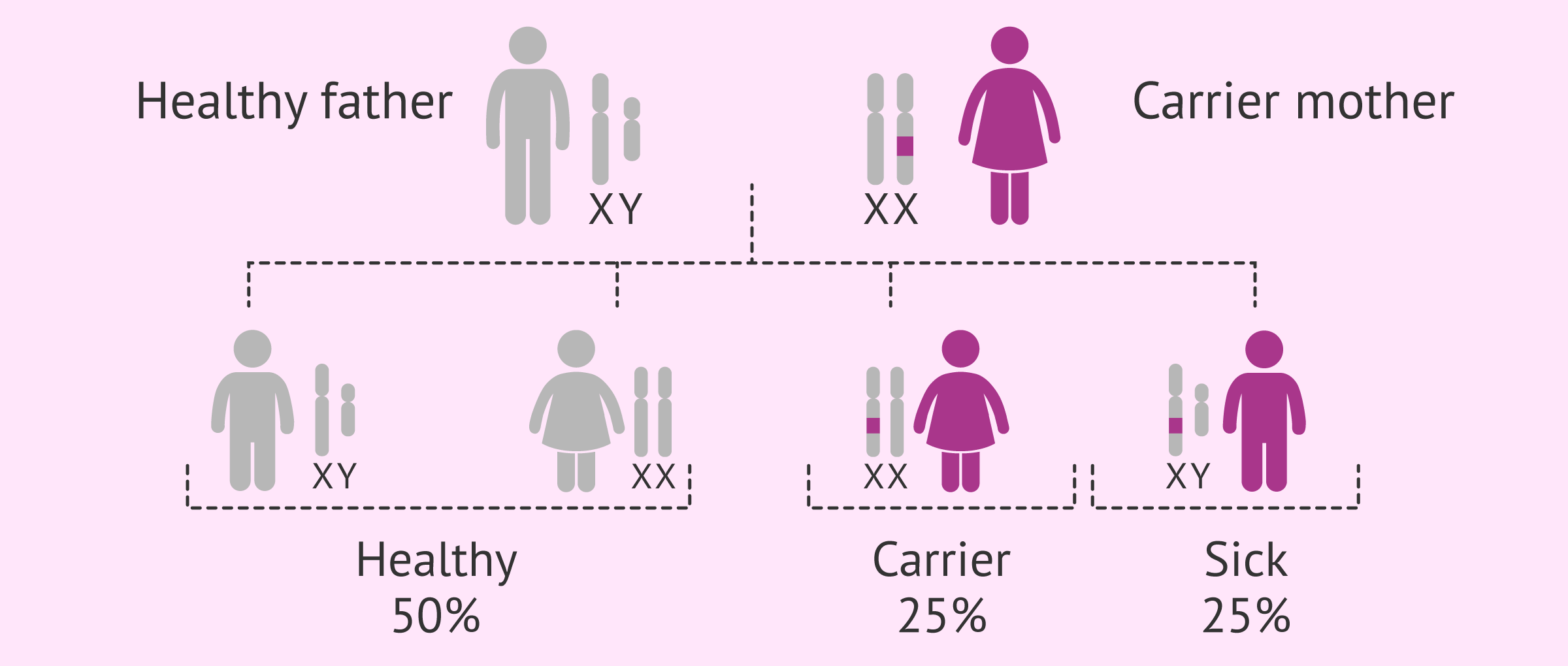 Fragile X Syndrome Inheritance 