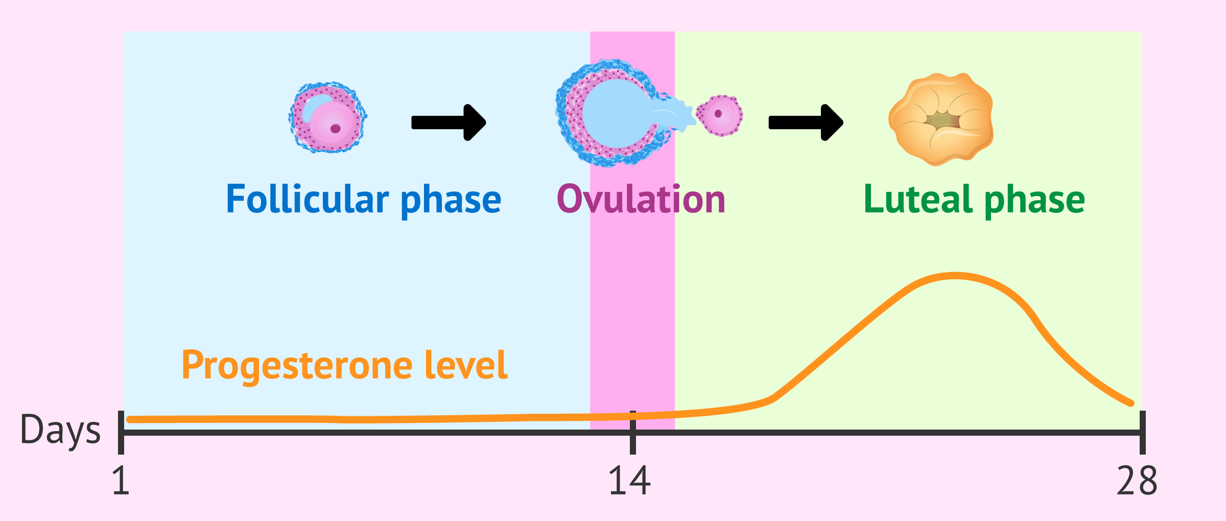 Progesterone production by the corpus luteum