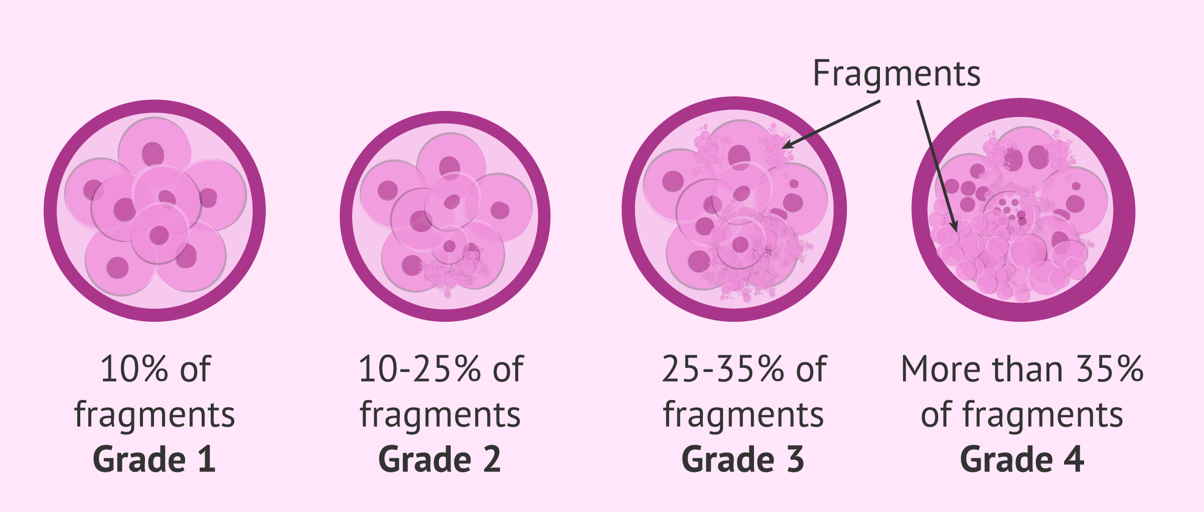 degree-embryo-fragmentation