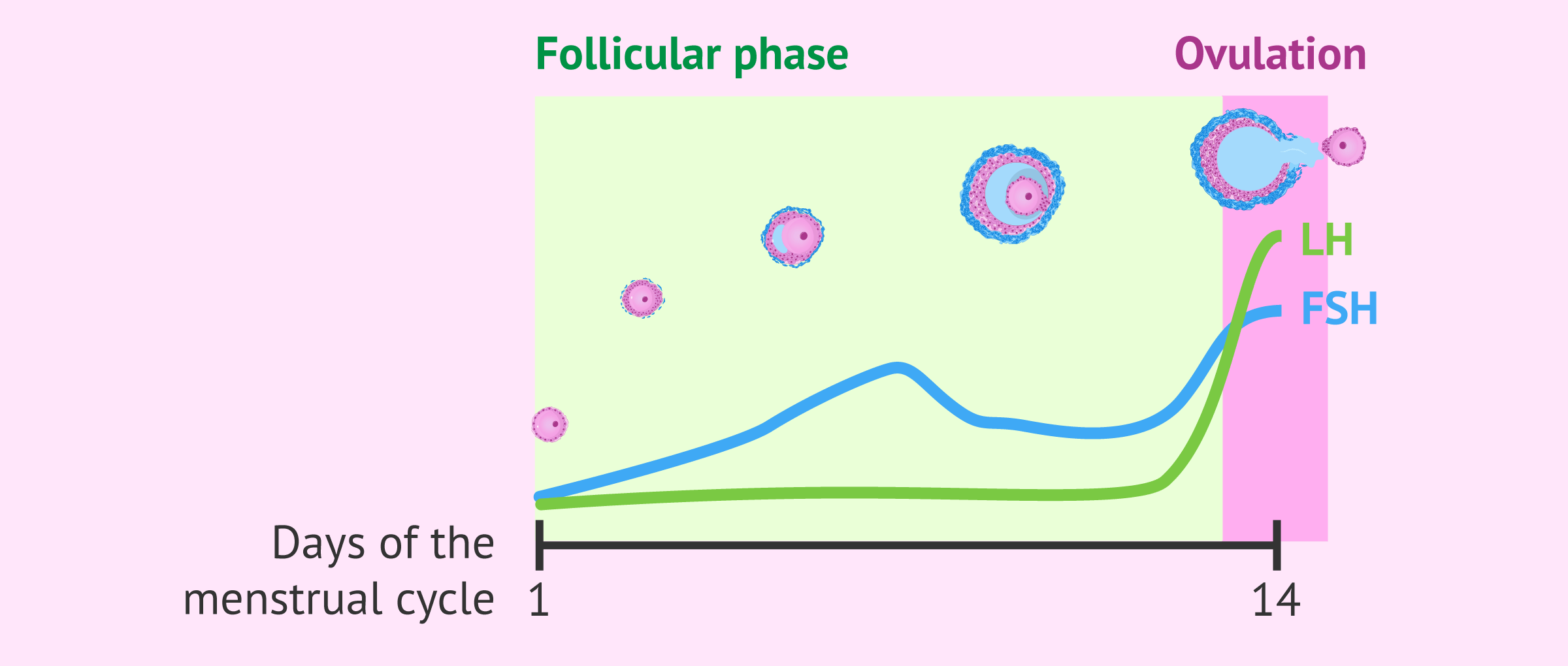 What is the duration of the follicular phase?