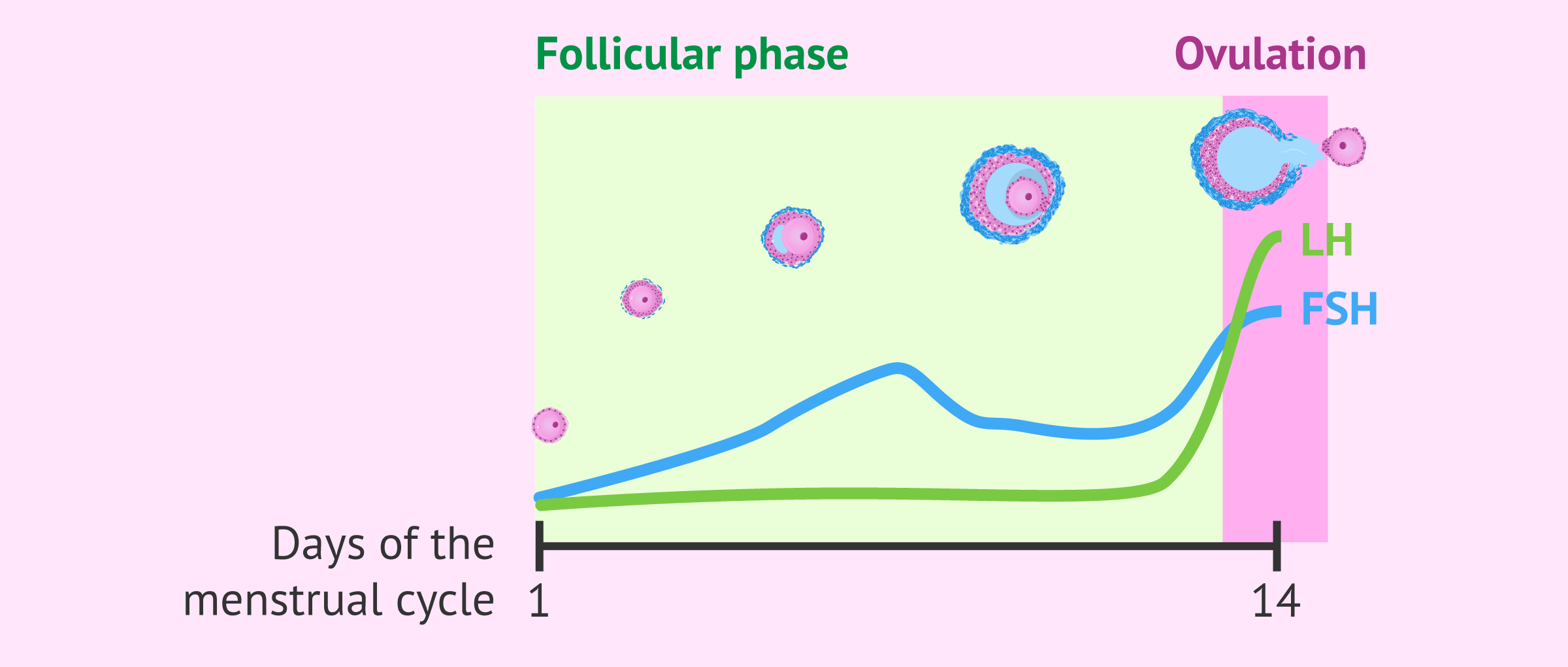 What is the follicular phase of the menstrual cycle. How long does it last?