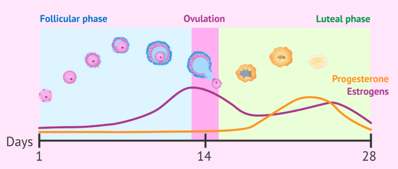 Normal Progesterone Levels But Short Luteal Phase Normal Progesterone Levels But Short Luteal Phase