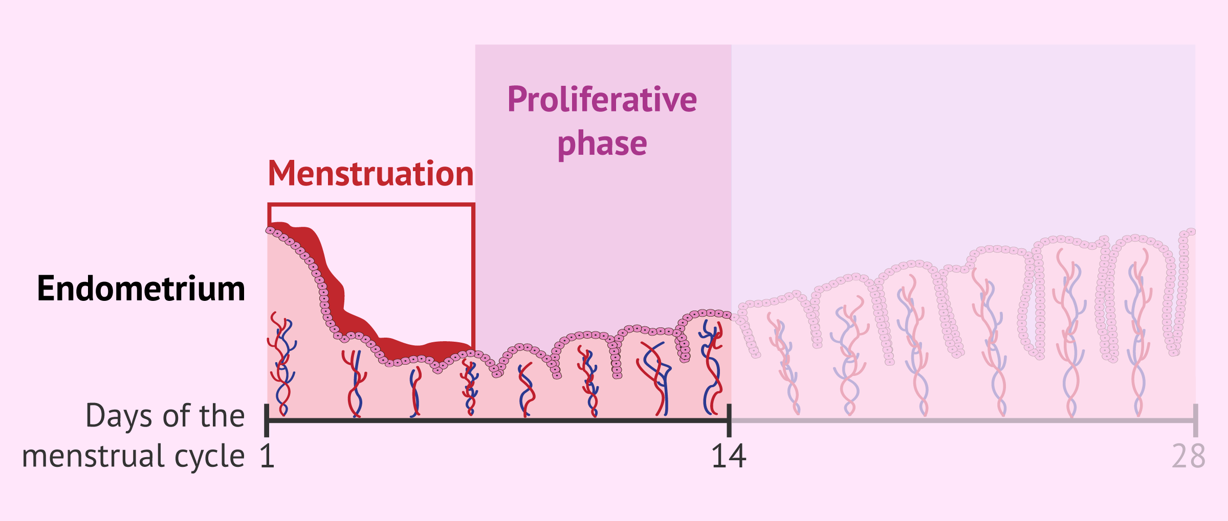 Proliferative phase in the uterine endometrium