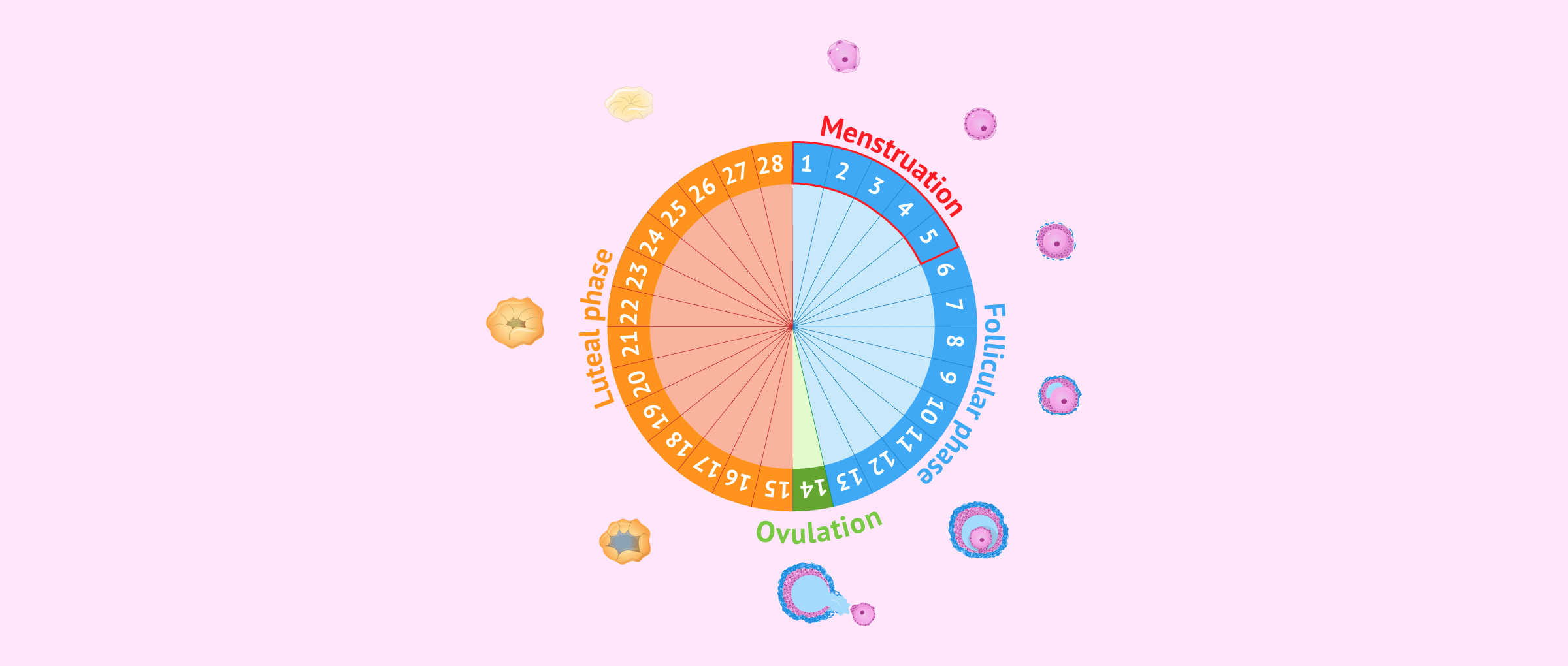 Imagen: Luteal phase of the menstrual cycle