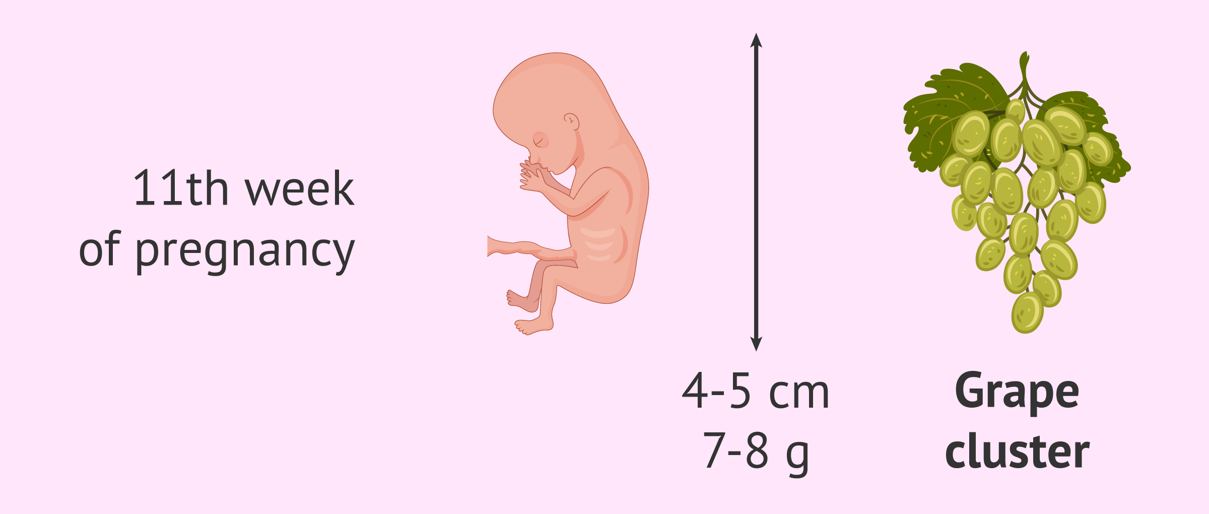 Measurements of an 11-week fetus