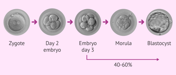 Imagen: Percentage of embryos reaching blastocyst stage