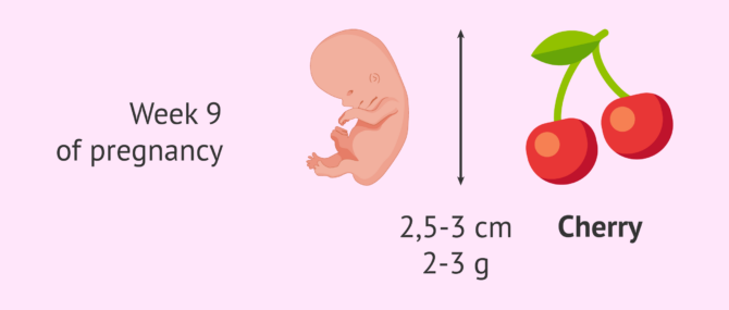 Imagen: Fetal measurements at week 9