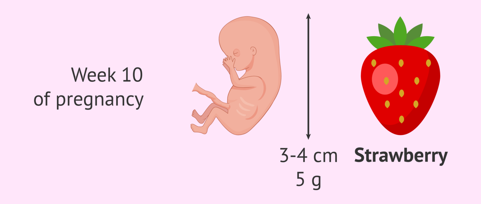 Measurements of the fetus at 10 weeks of pregnancy