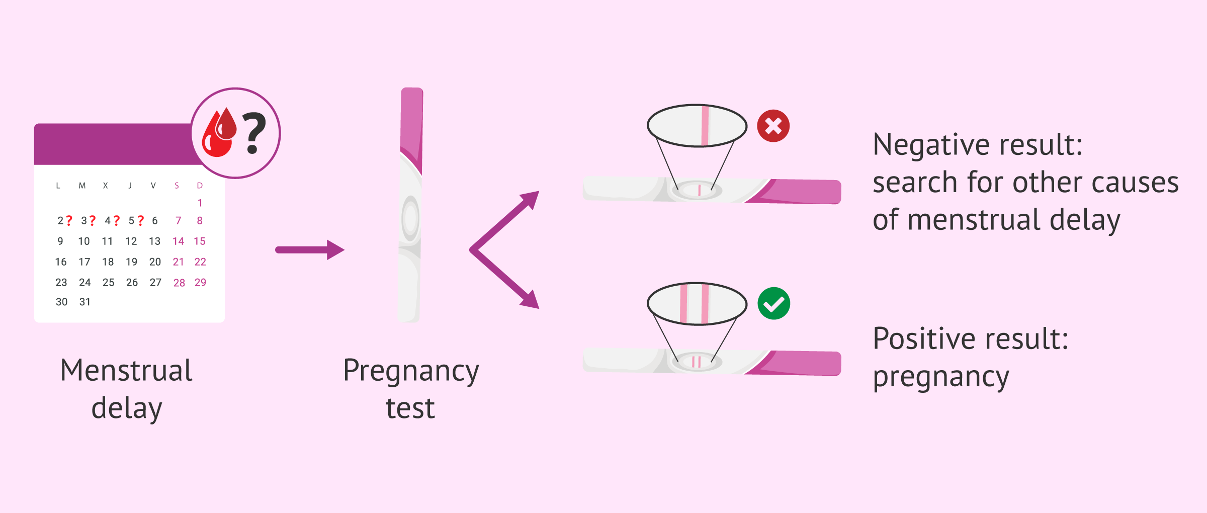 Menstrual delay and pregnancy