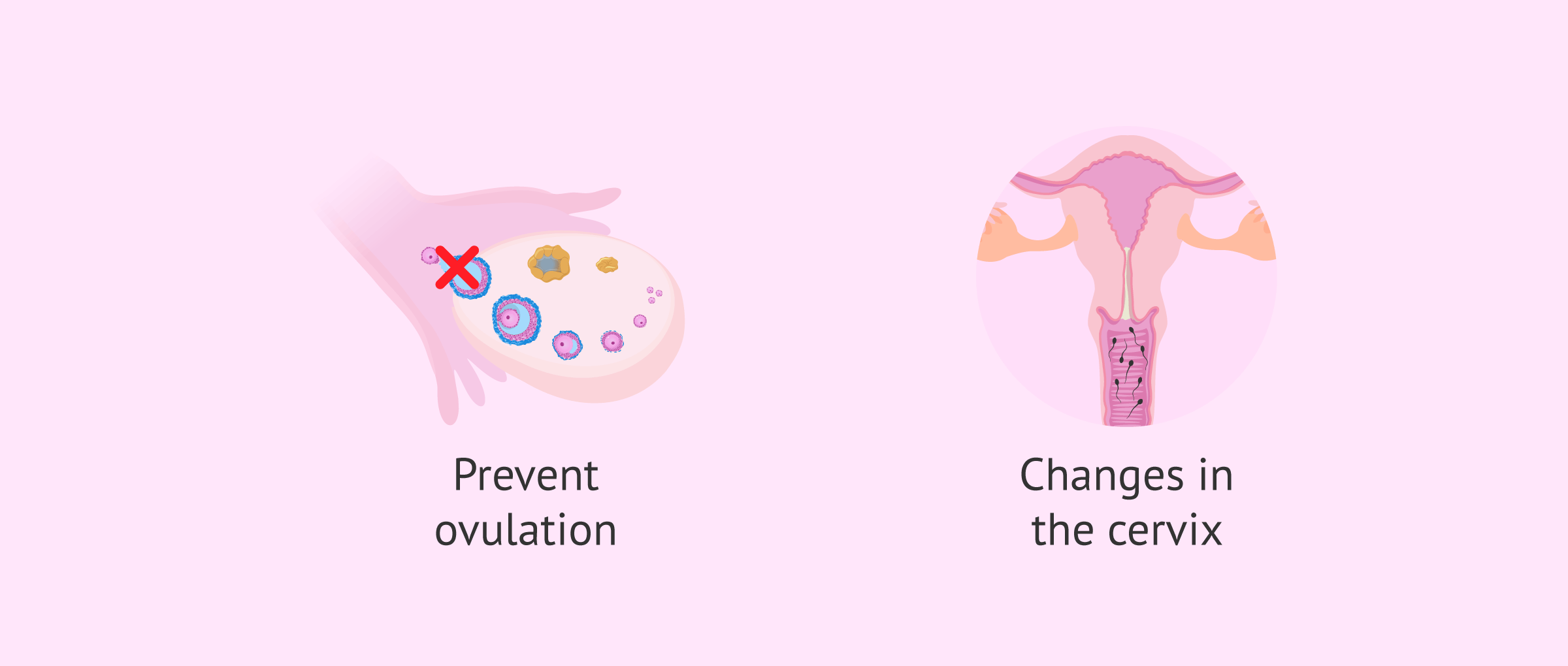 Implanon implant functions