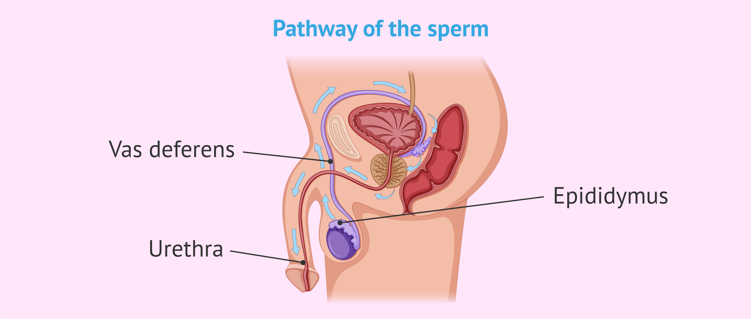 Transport pathway of the sperm