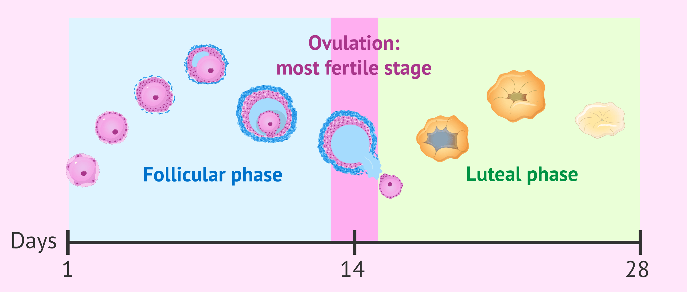 Fase folicular síntomas