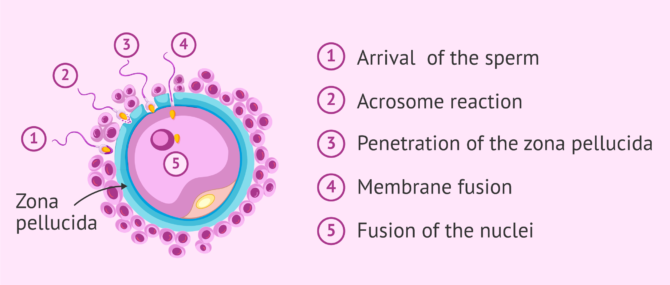 Imagen: What is the acrosome reaction?