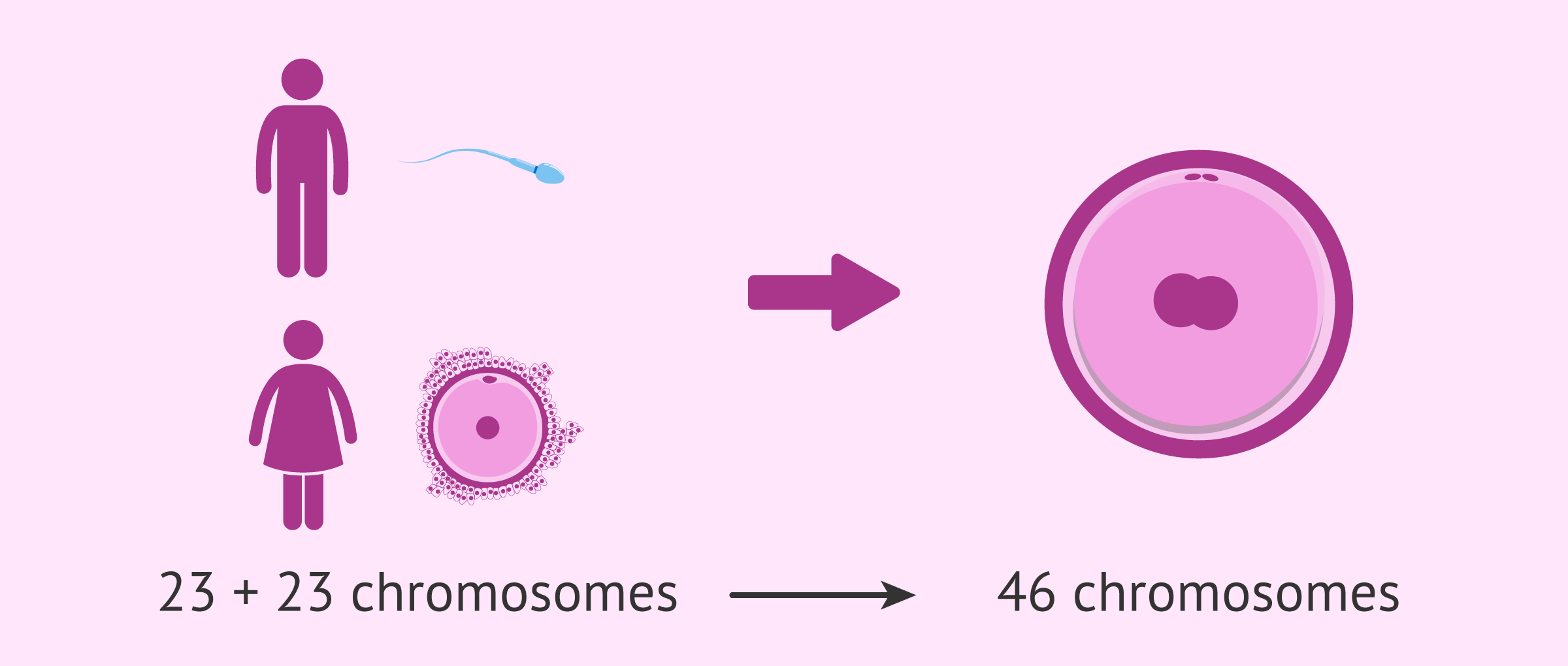 The fertilization of the human egg cell with spermatozoa