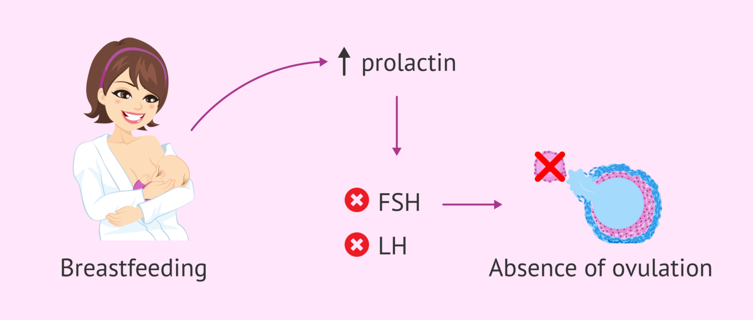 Effect of breastfeeding on ovulation