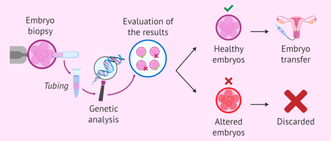 Imagen: Day 3 embryo PGD process