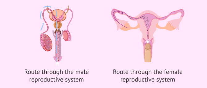 Imagen: The journey of the sperm to the egg