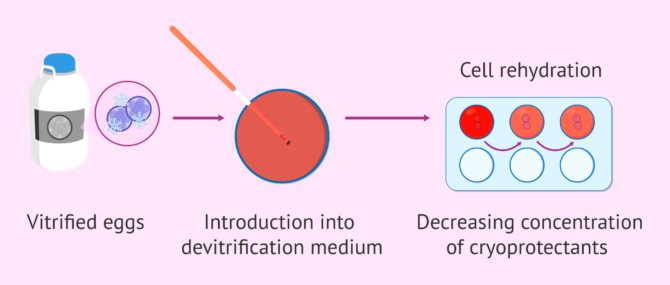 Imagen: How are embryos thawed?