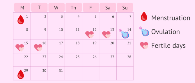 Imagen: What happens in week 3 of pregnancy