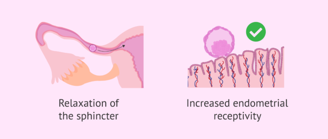 Imagen: Functions of progesterone in week 3