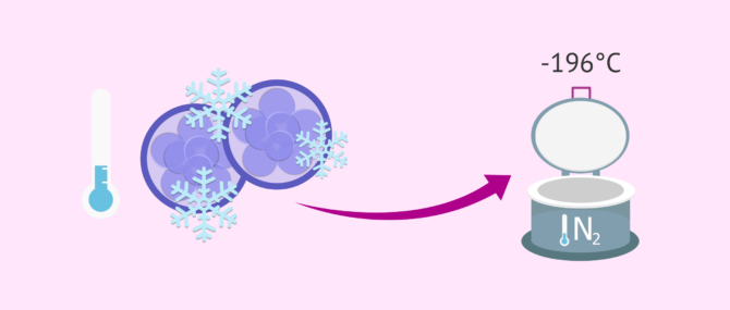 Imagen: What does embryo vitrification allow?