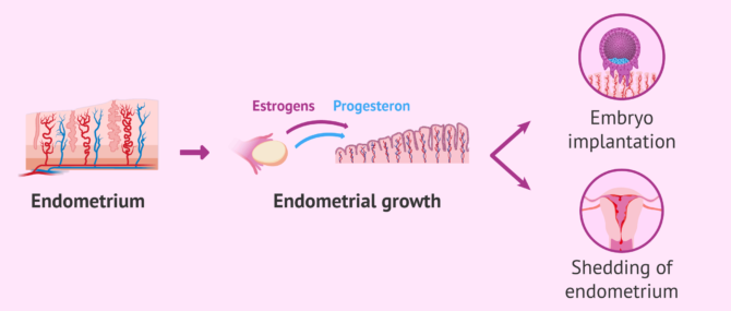 Imagen: FAQ-endometrium-cervix