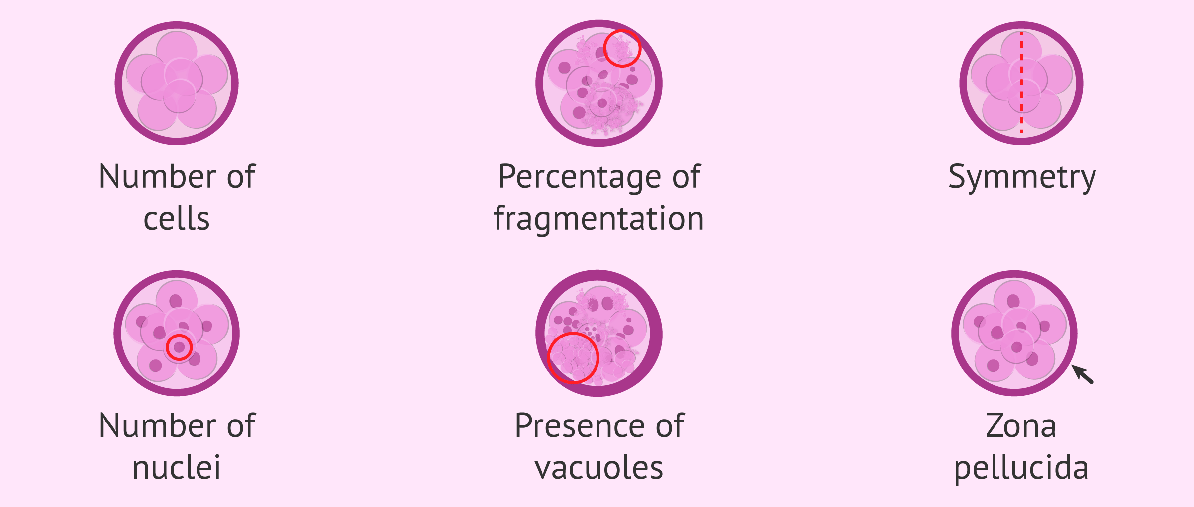 Imagen: Parameters to evaluate embryo quality
