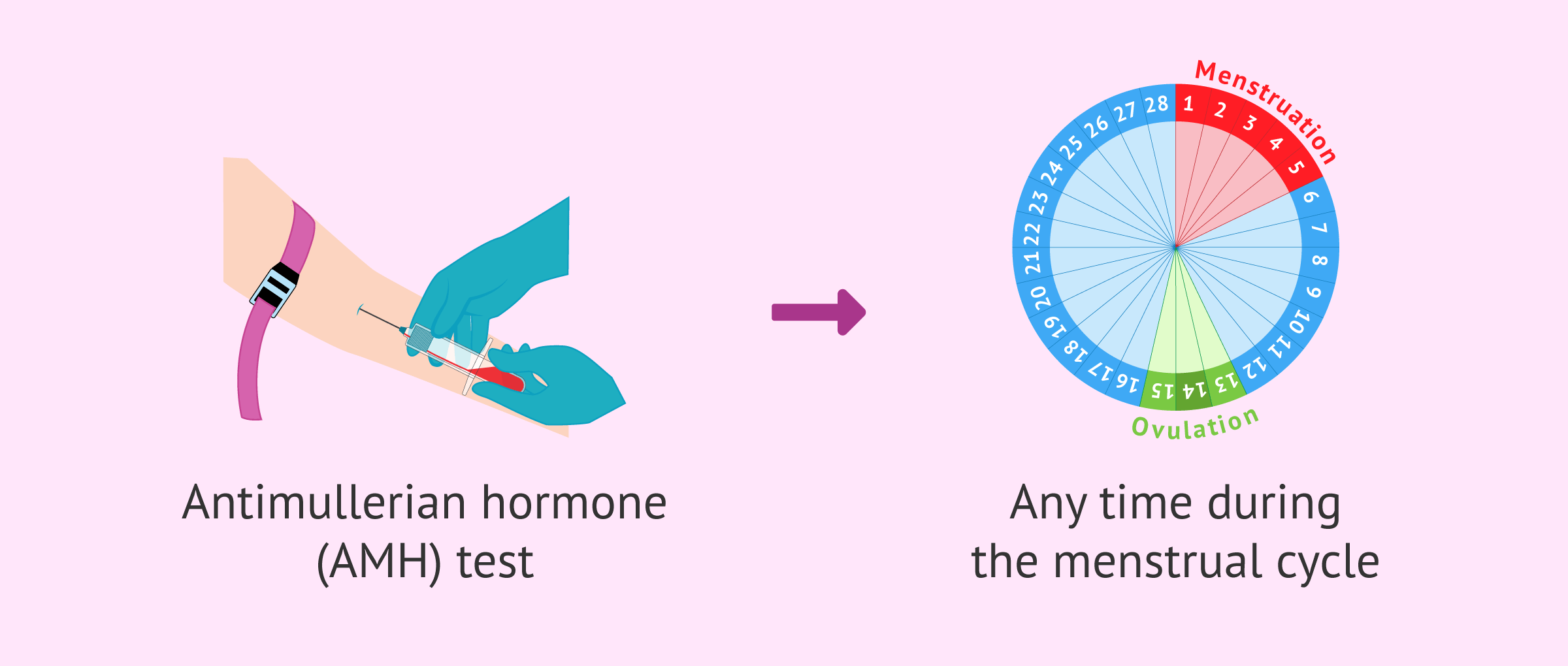 Timing of the menstrual cycle for HMA testing