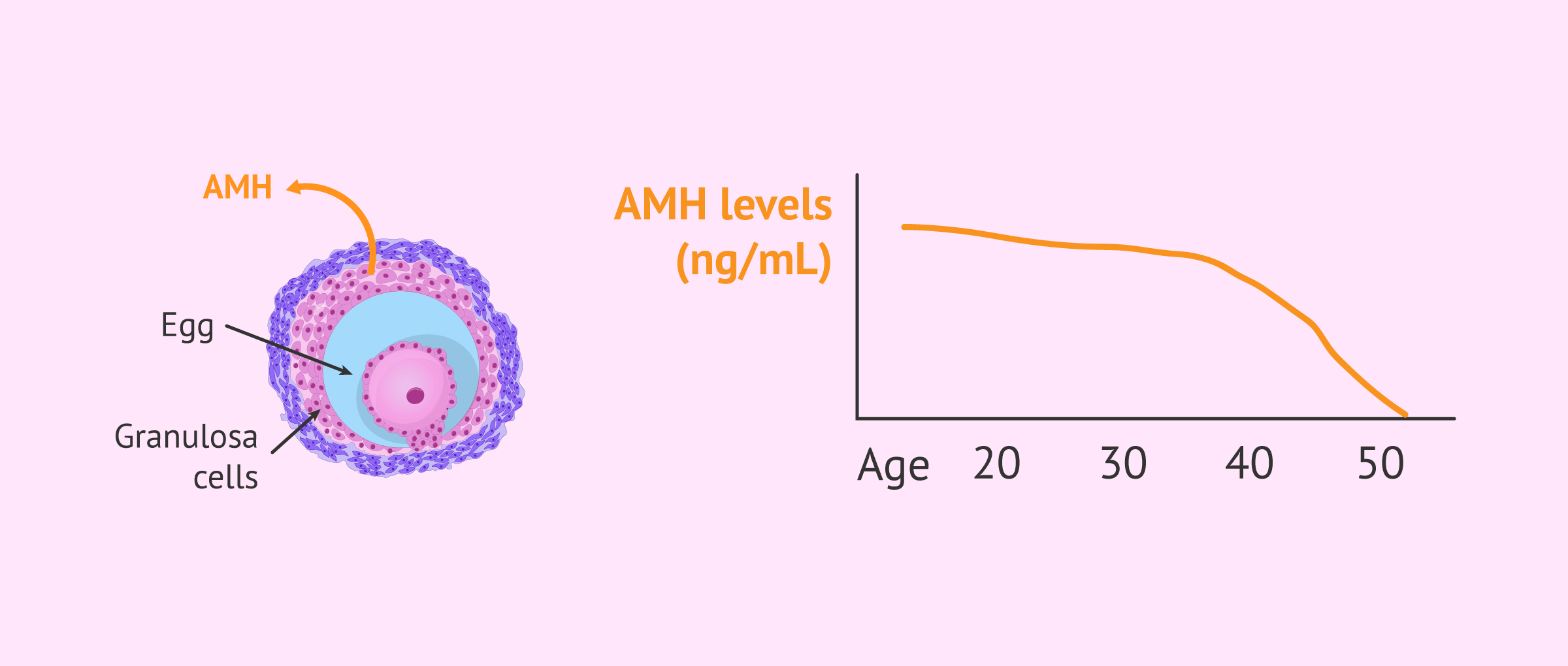 Imagen: AMH Production and Decline Over Time