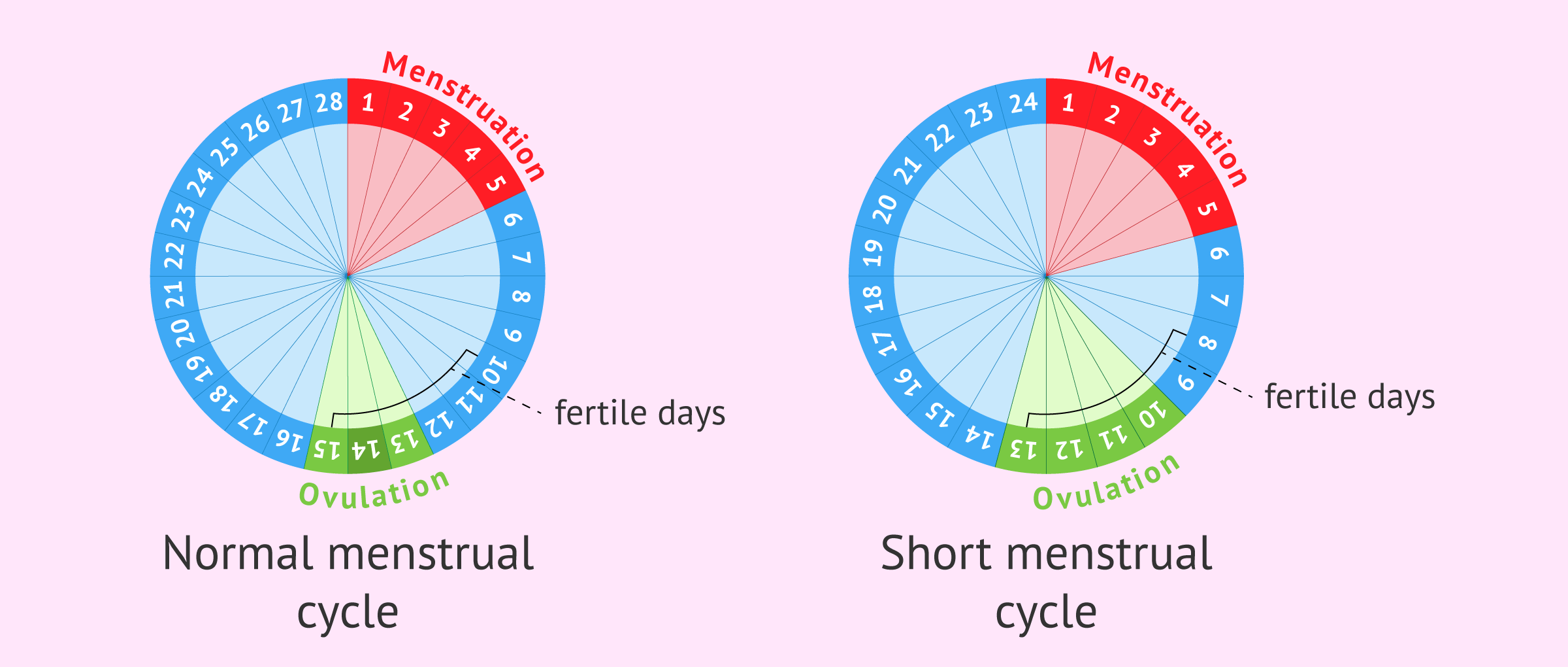 Menstrual Cycle Chart Fertility