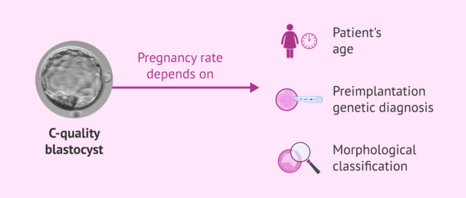 Imagen: C-quality blastocyst and possibility of pregnancy