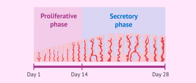 Imagen: Endometrial status according to the phase of the menstrual cycle