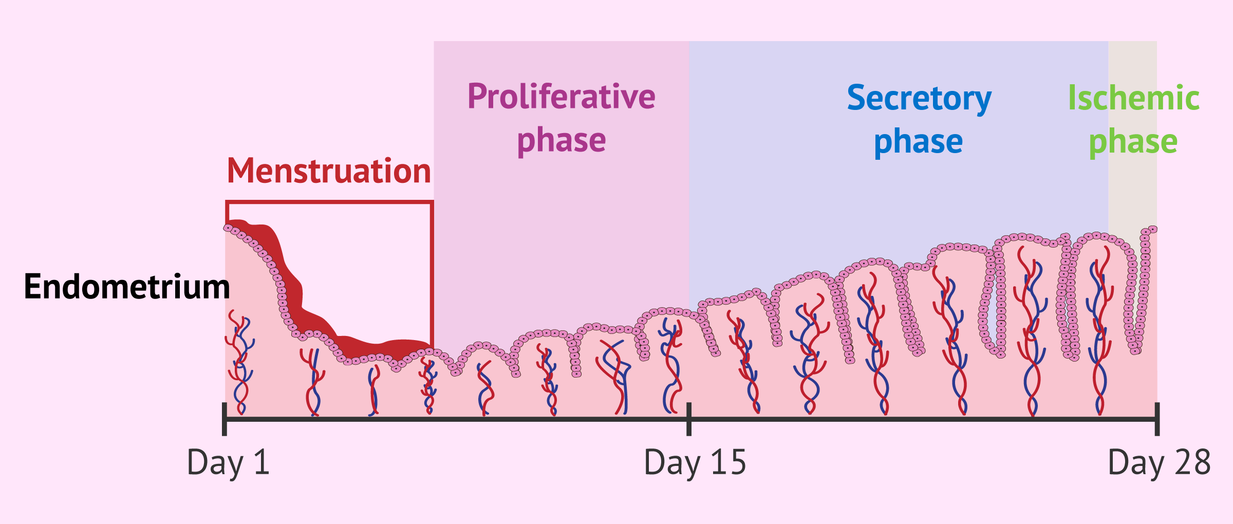 Ischemic phase of the menstrual cycle