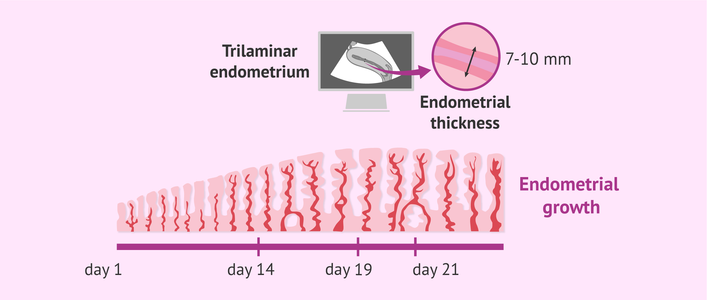 Imagen: Endometrial growth and characteristics for implantation